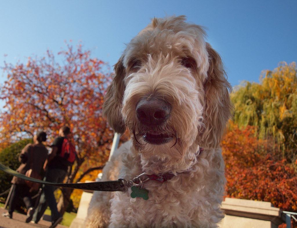 Boston Common Pooch H. Michael Karshis Flickr