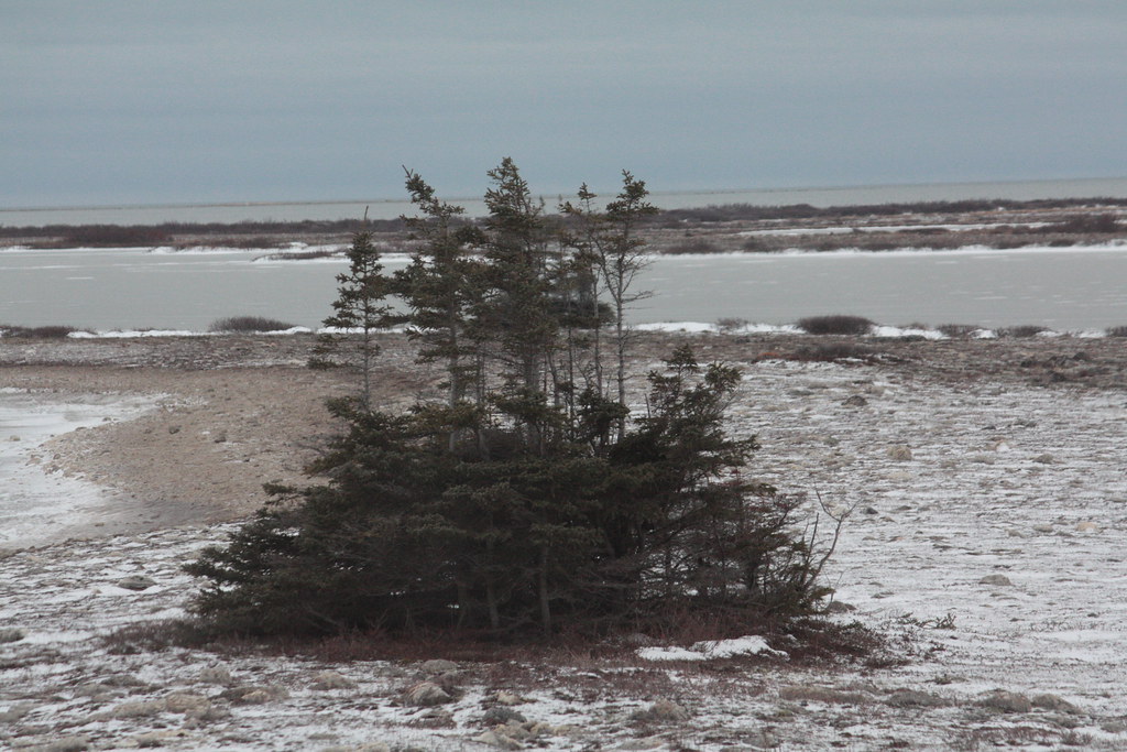 Tree Island These tree islands (Churchill is on the tree L… Flickr