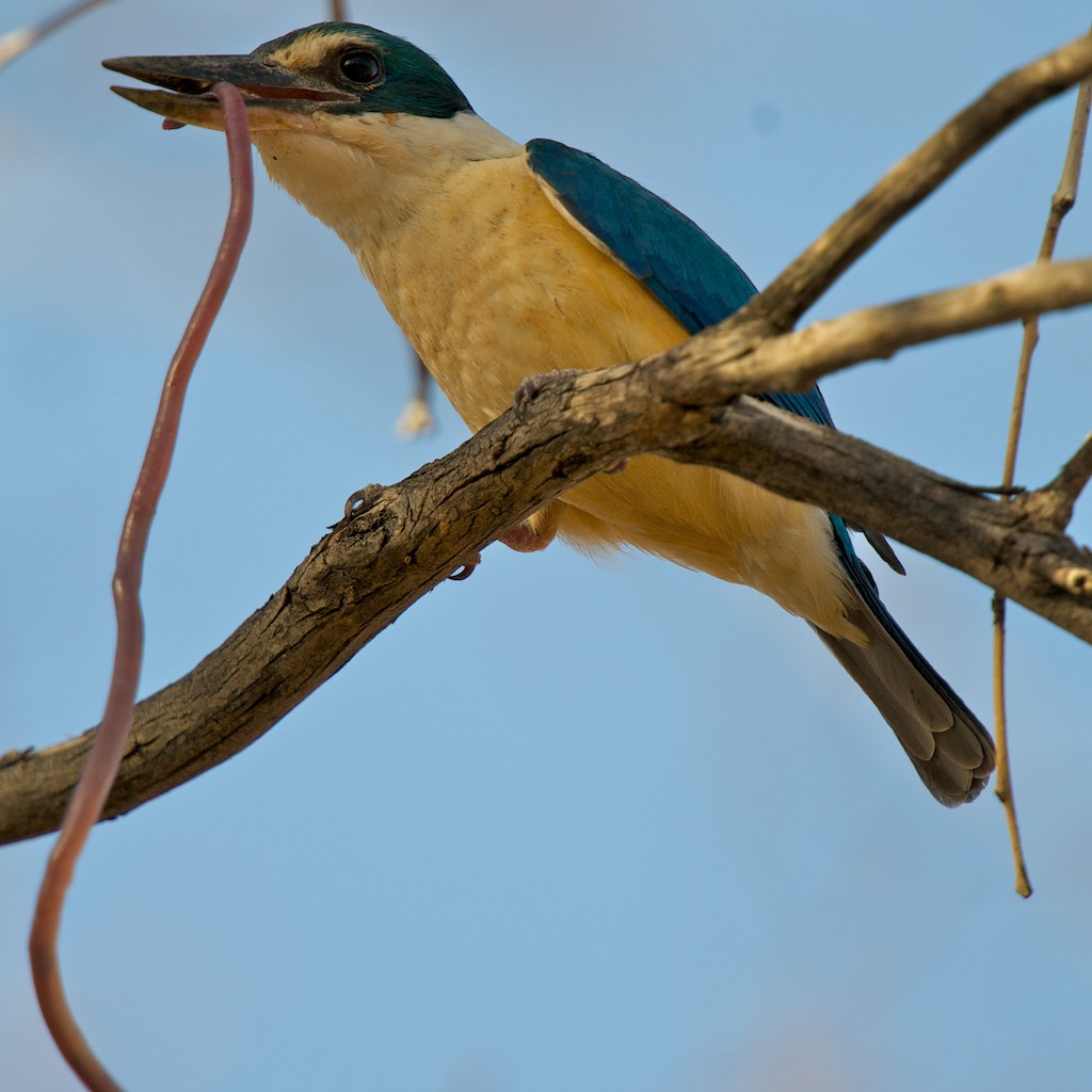 Sacred Kingfisher with earthworm Napperby Station, Norther… Flickr