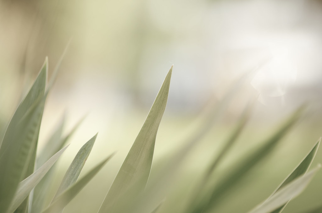blades of green 85mmf/1.4 ISO 200 mariosworld343 Flickr