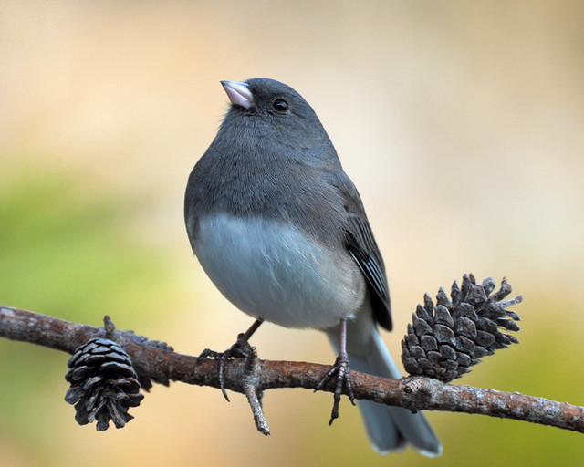 Junco Clyde Barrett Flickr