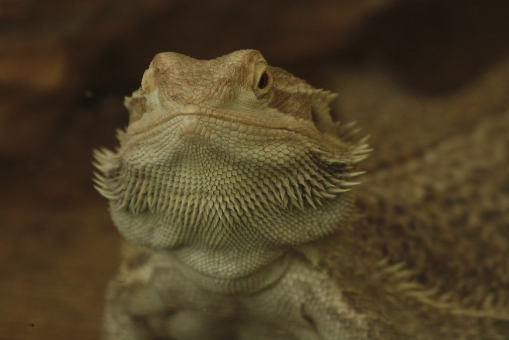 Garrick Edwards at Lillian Hannah blog