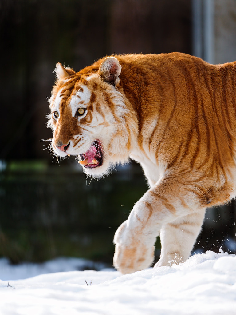 Walking golden tiger with open mouth The male golden tiger… Flickr
