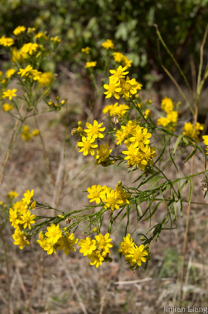 Butterweed Arbor Hills Nature Preserve jinjian liang Flickr