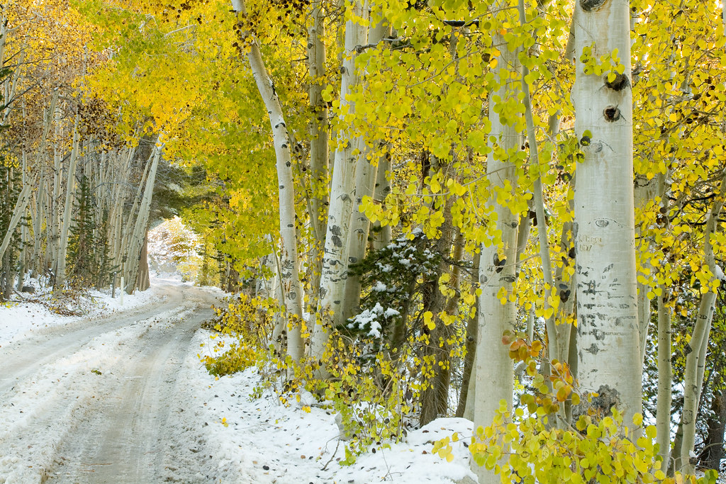 Aspen tunnel, after the snow It was an exciting drive into… Flickr