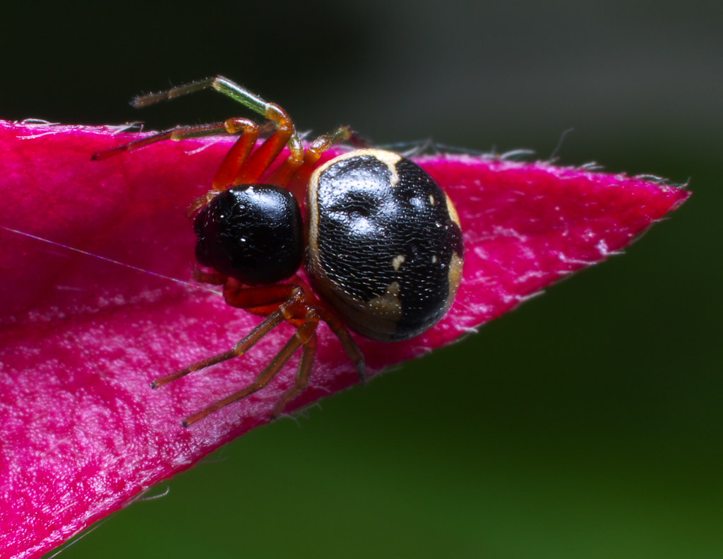 About 2mm long Nick Hobgood Flickr