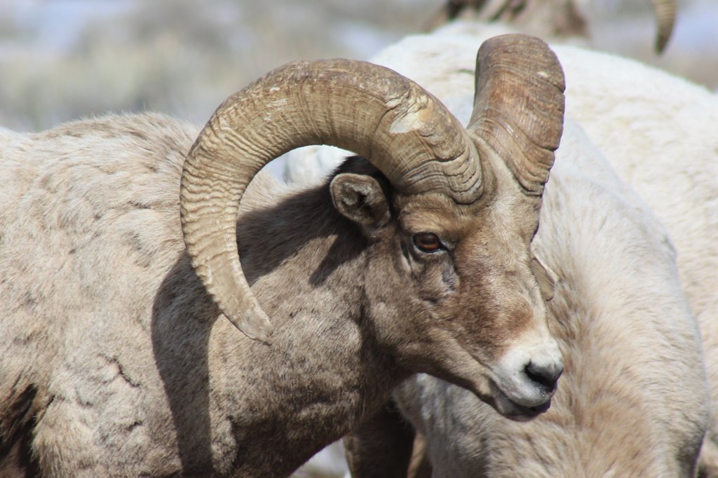 Bighorn Sheep Horns Bighorn males, called rams, are well k… Flickr