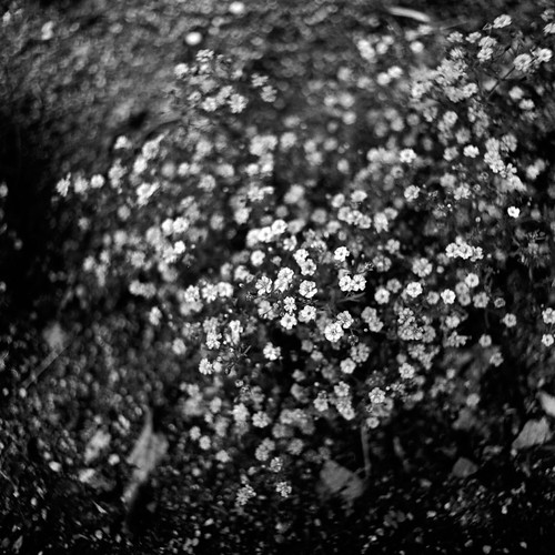 Flowers toshi.mono Flickr