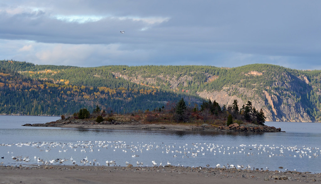 L'Islet dans la Baie des Ha!Ha! au Saguenay/Snow geese in … Flickr