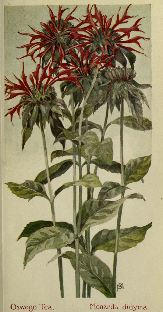 n458_w1150 Field book of American wild flowers New York,Pu… Flickr