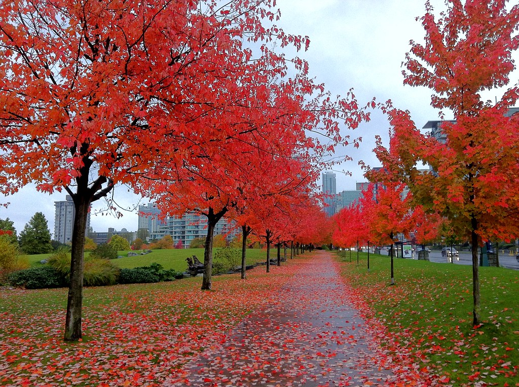 More fall colors in wet cold Vancouver Vancouver I'm m… Flickr
