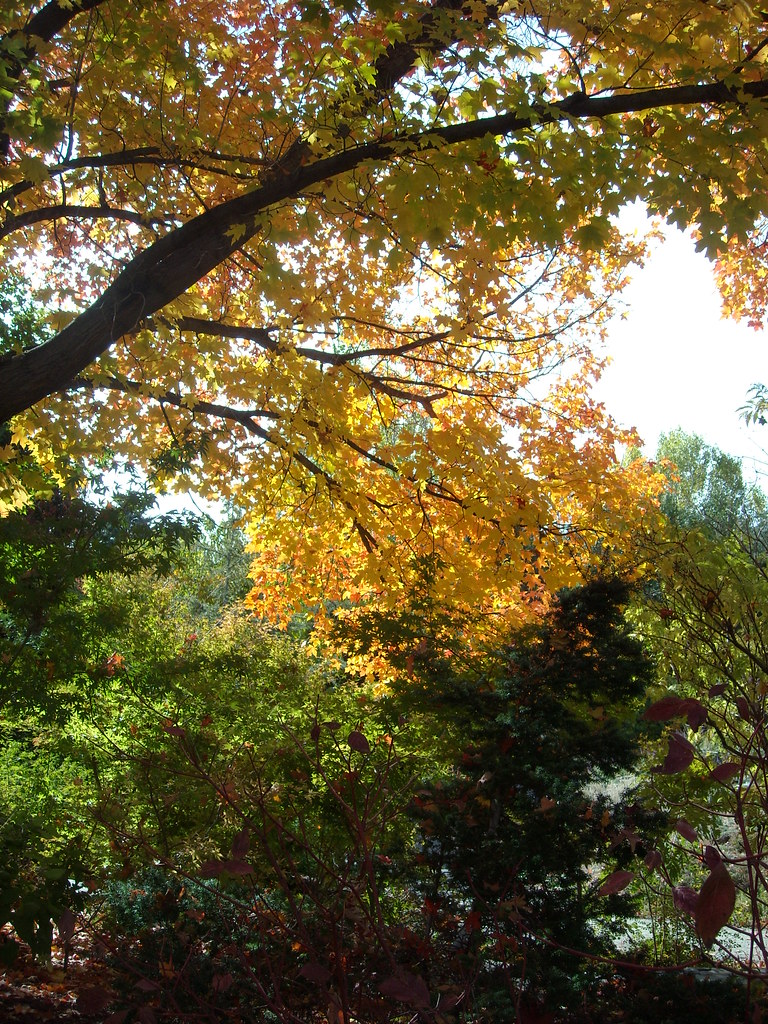 DSCN5579 Botanical Gardens, Denver, October 2011 ya3hs3 Flickr