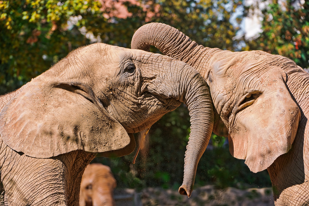 Playing elephants Two young African elephants playing toge… Flickr