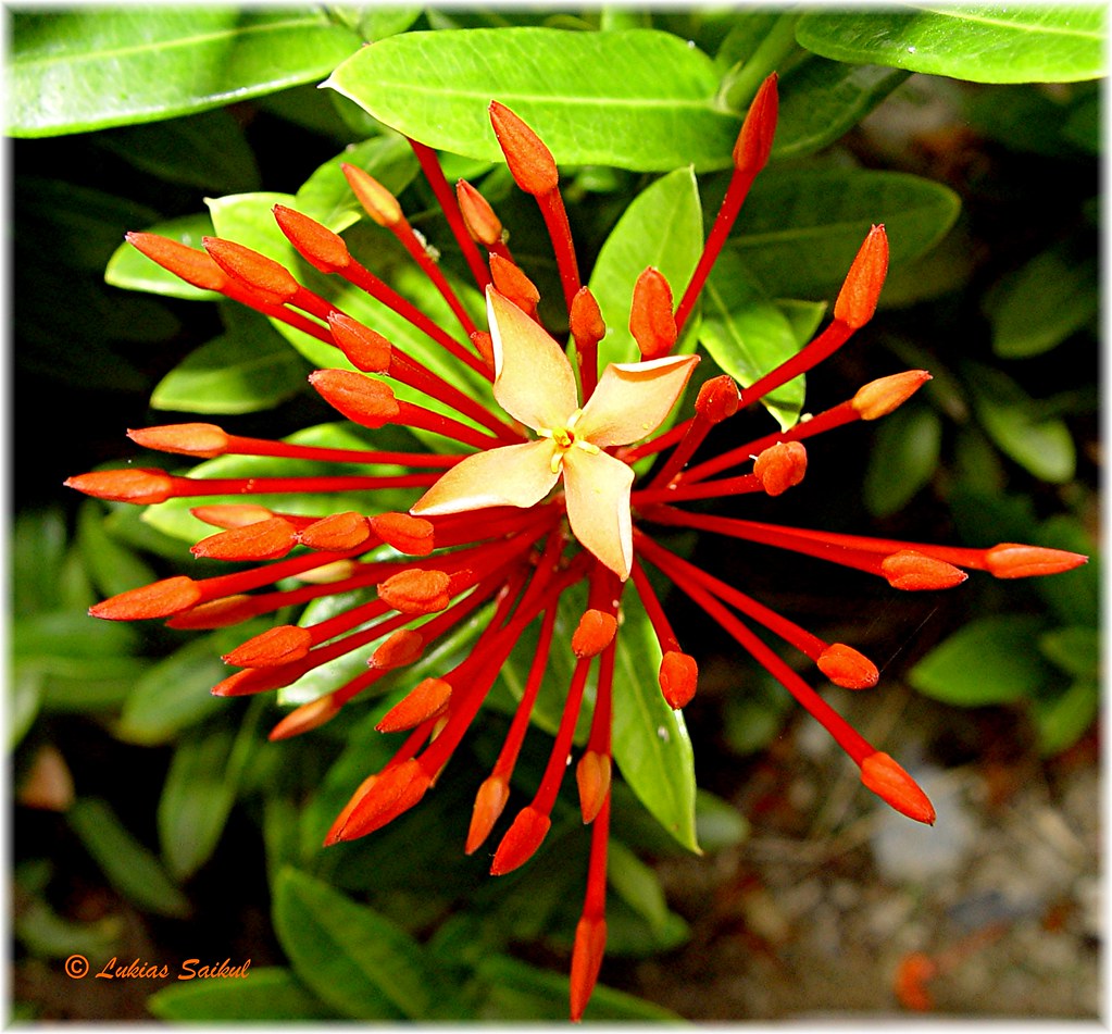 Needle Flowers II Macro work of tropical flowers taken whi… Flickr