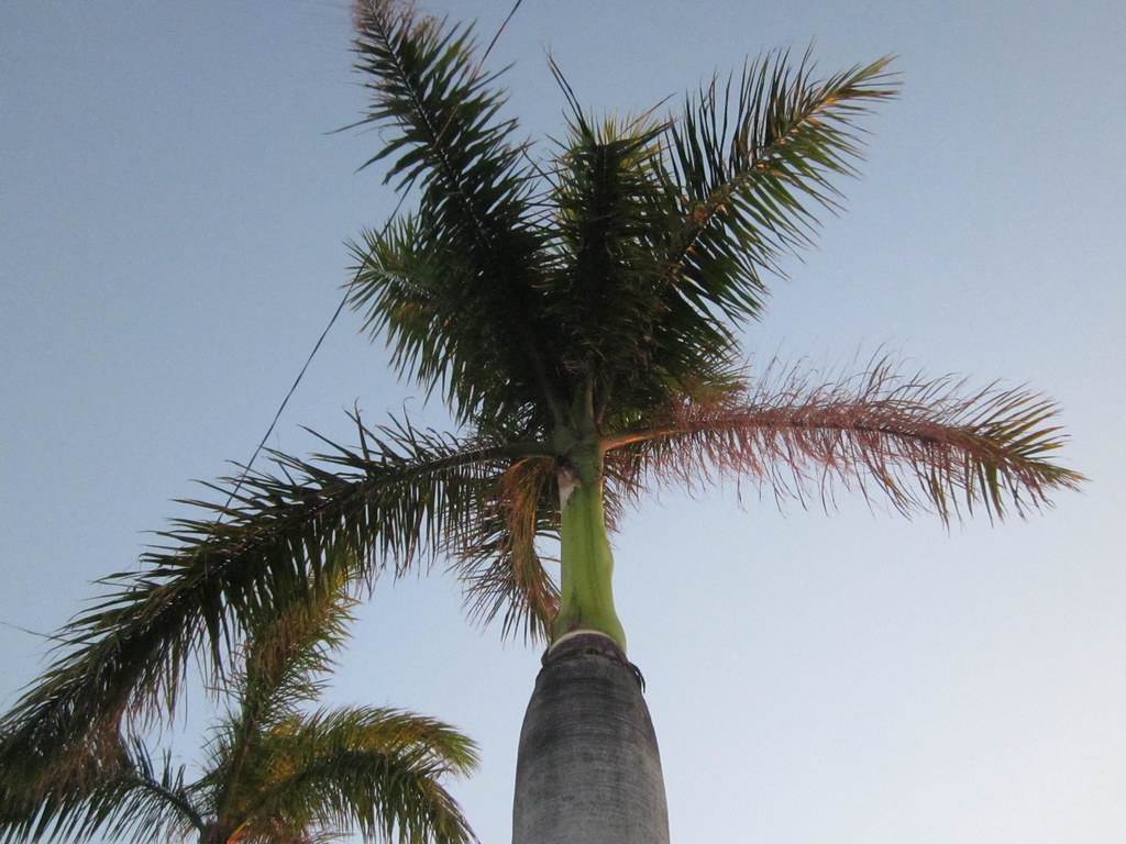 Palm Trees in Florida Palm Trees in Florida Flickr