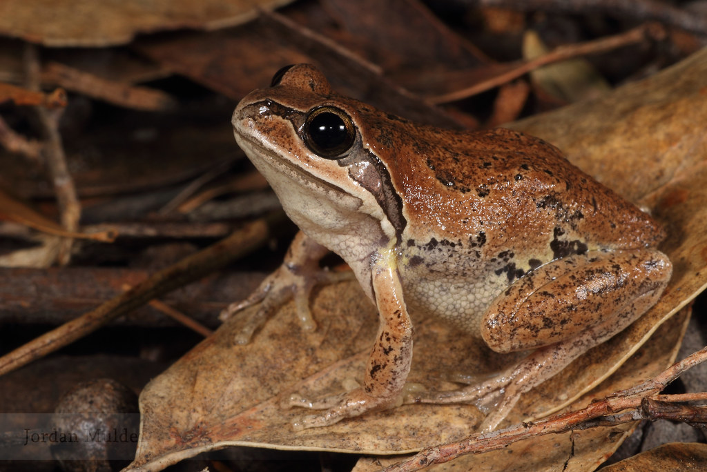 Whistling tree frog (Litoria verreauxii) A Whistling tree … Flickr