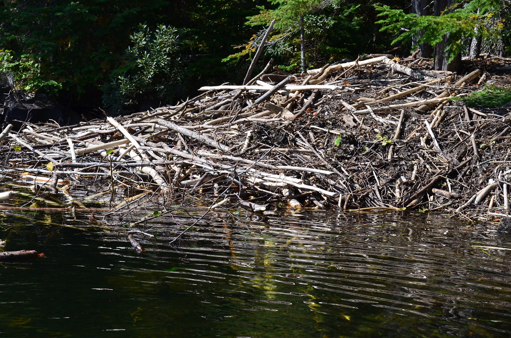 Beaver Lodge Active beaver lodge on Birch Lake. USFWS Midwest