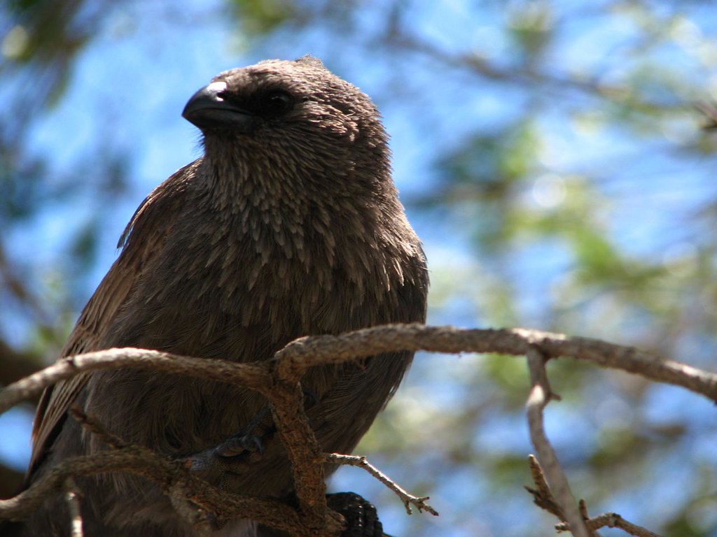 mjc201110038844 Day Two. Narrabri to Dubbo. Australia … Flickr