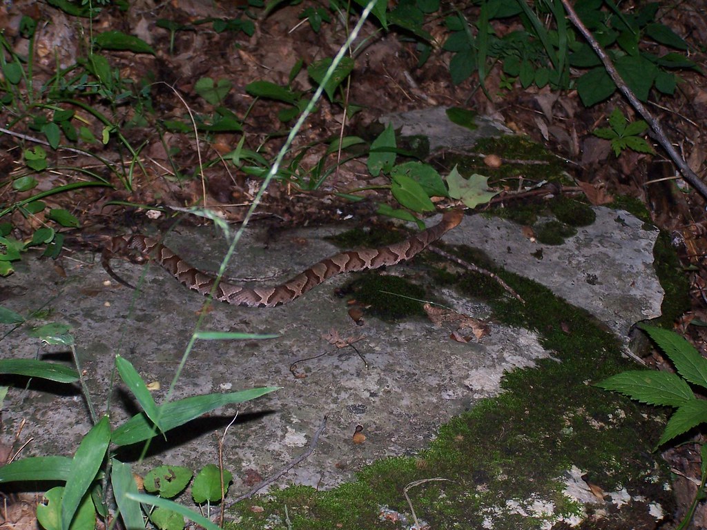 wildcopperhead1 Copperhead central Kentucky 81006 Arrowhead