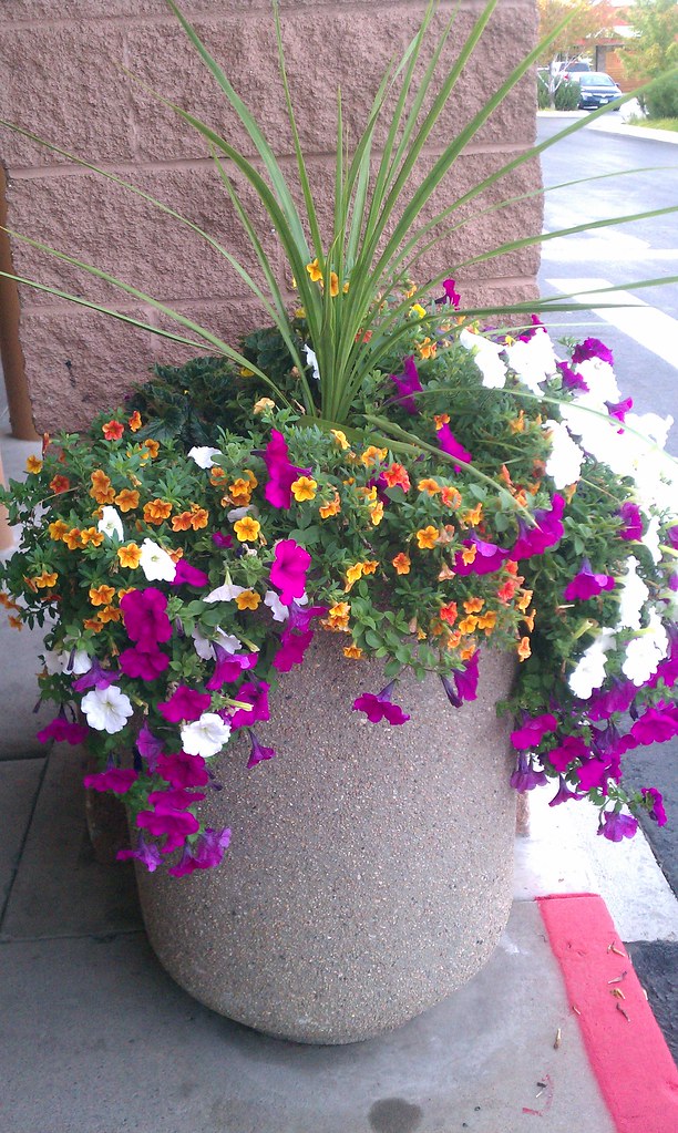 Durango Flowers RGP2007 Flickr