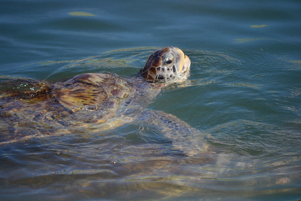 Cayman Turtle Farm Joe Tolley Flickr