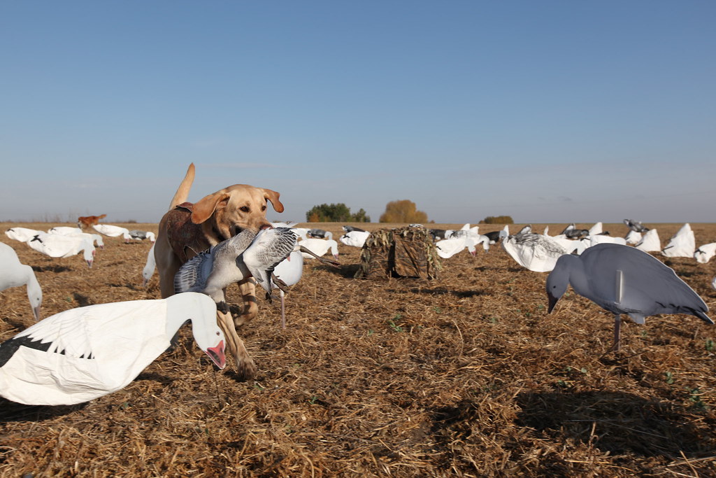 Camo with Snow Goose Diane Flickr