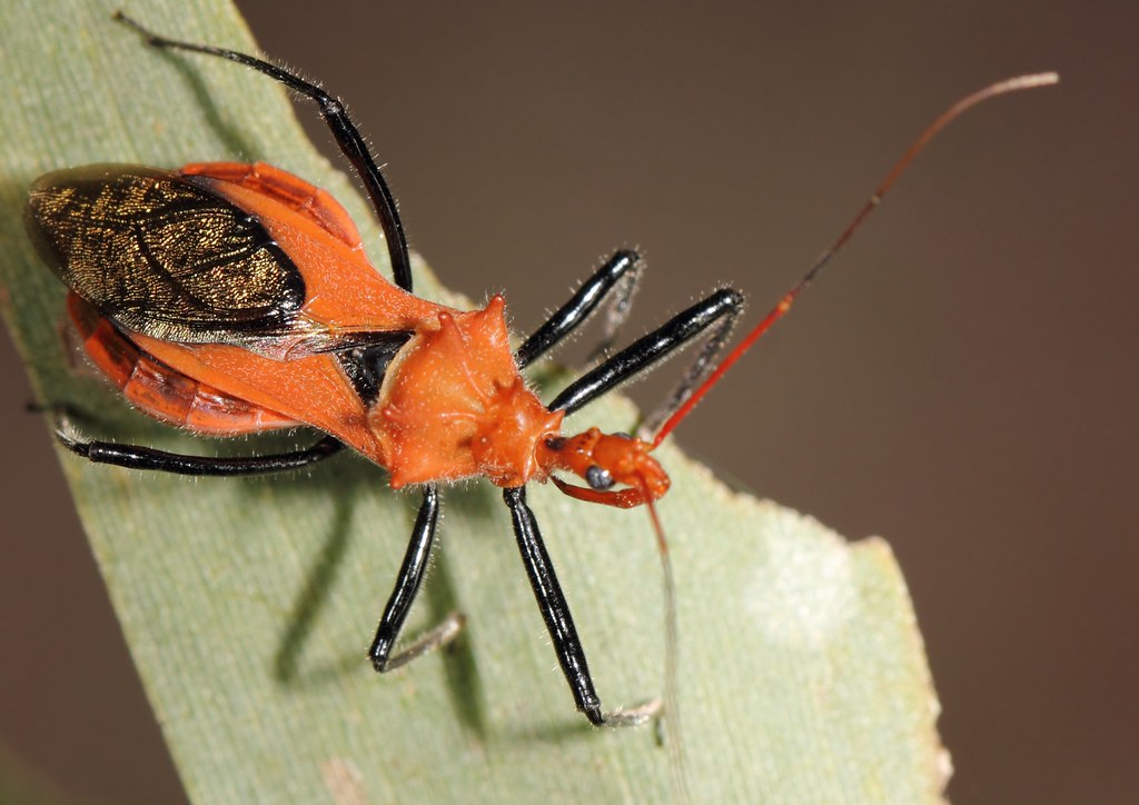 Assassin Bug (8) Large Orange Assassin Bug This is the a… Flickr