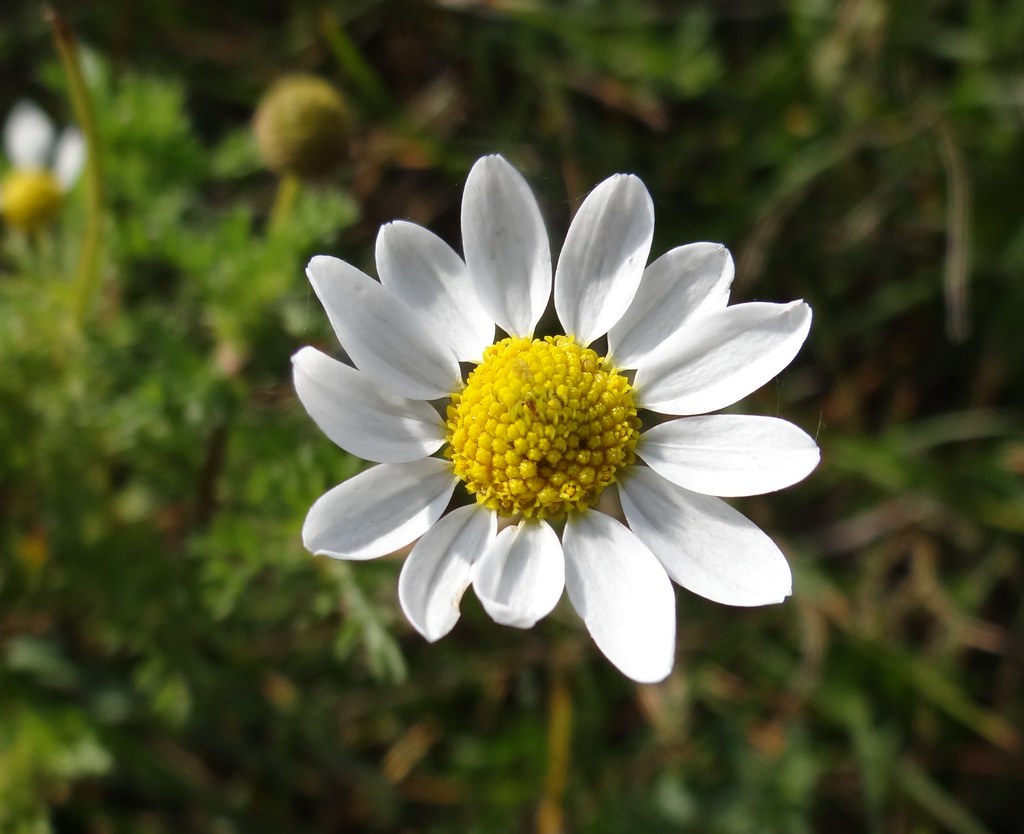 Dog Fennel Flower Close up Anthemis cotula, Dane co WI, No… Flickr