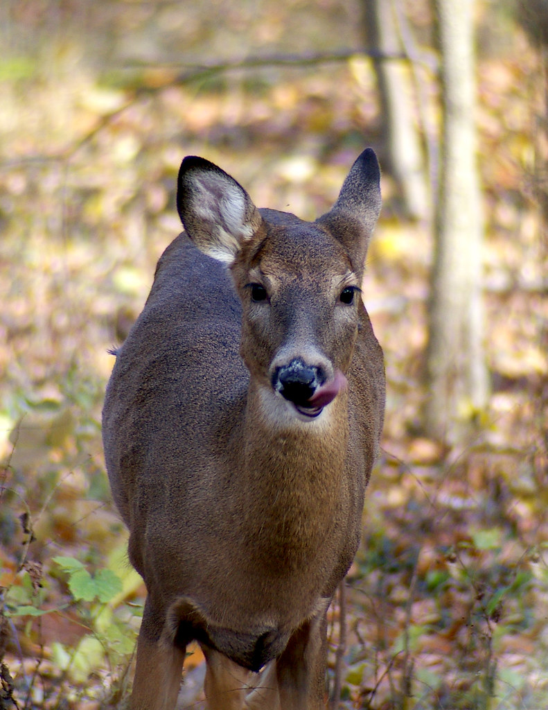 Doe! A Deer! A Female Deer! White Tail Deer, Fairview Park… Flickr