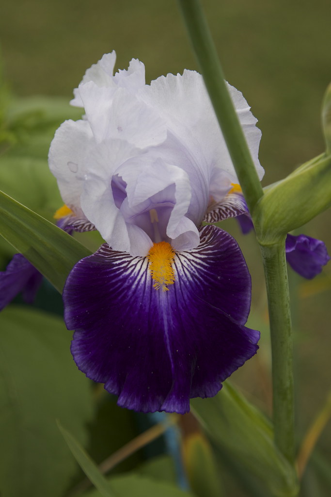 blue iris cskk Flickr