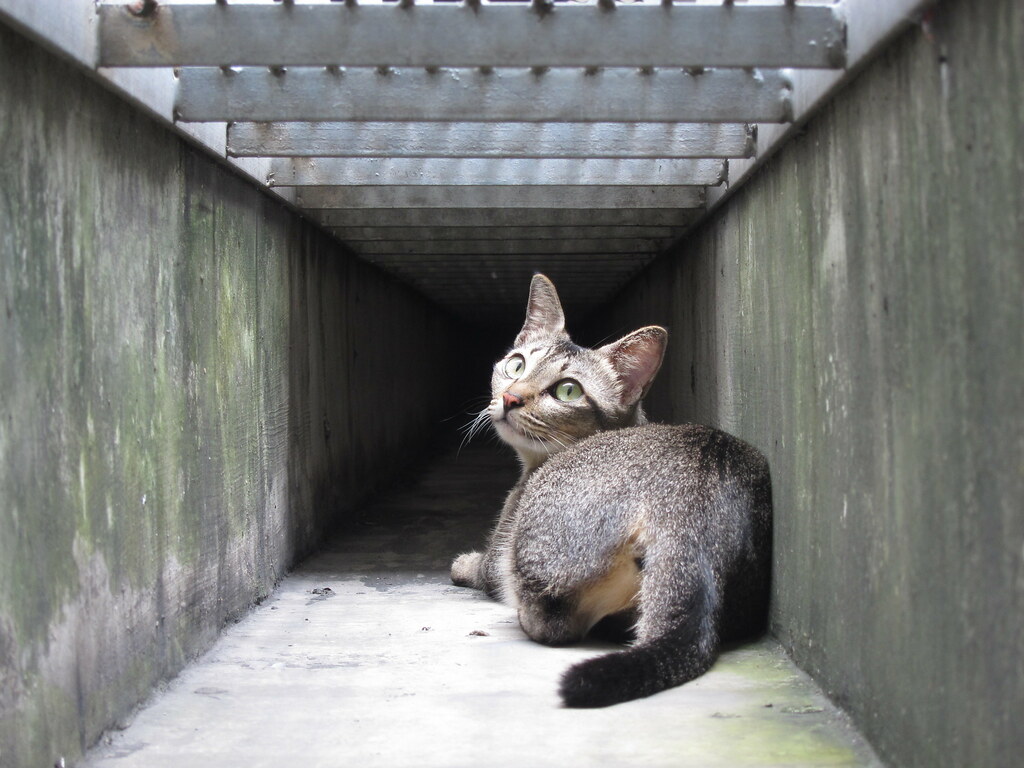 singapura drain cat Stray cat, Singapore. The real "longka… Flickr
