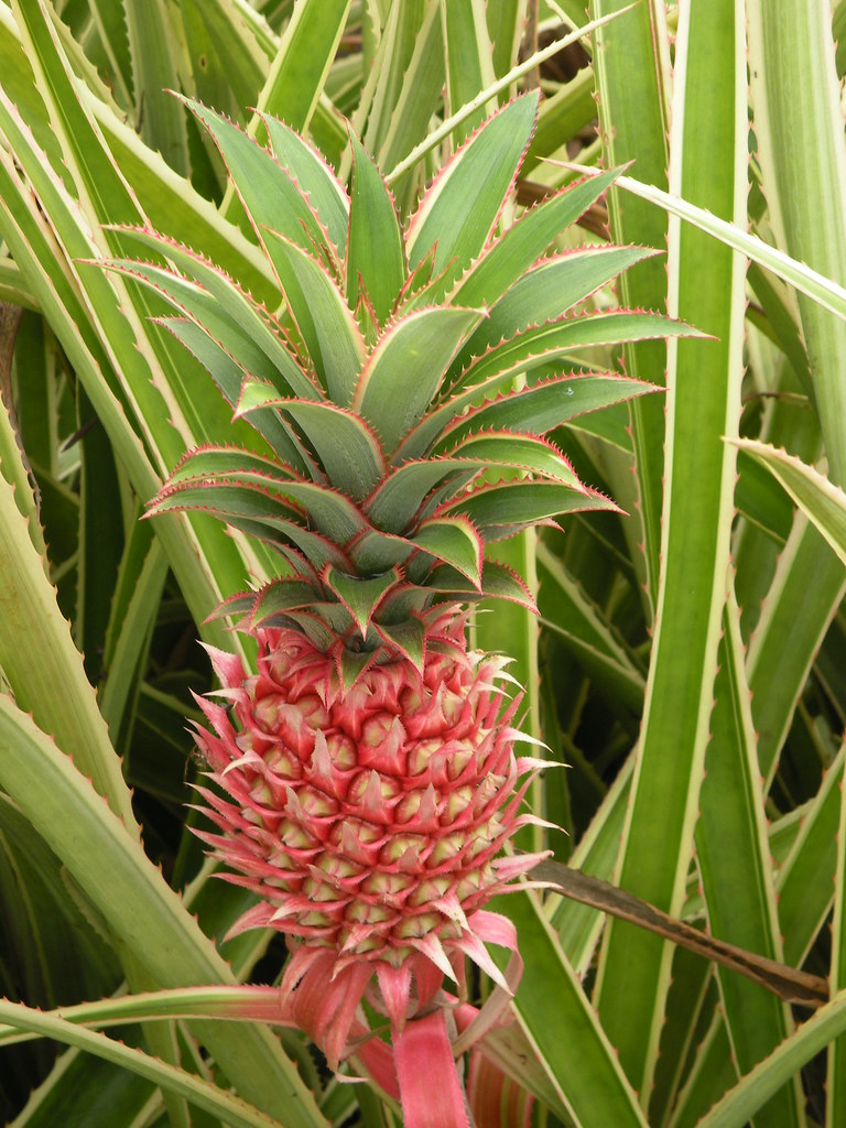 Pineapple They grow on the ground. You know? angie Snider Flickr