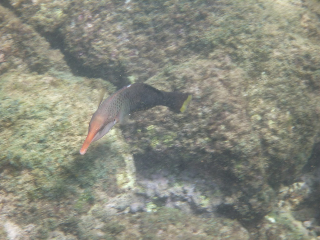 P1000072 Lawai Beach snorkel, Bird Wrasse Faires Lines Family Flickr