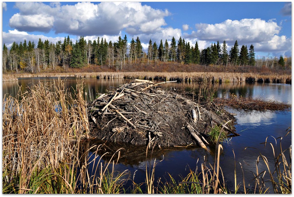 Beaver Lodge Elk Island National Park, Alberta, Canada Heidi G Flickr