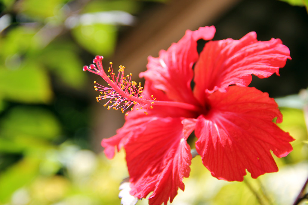 Hibiscus flowers should be given proper care Dig It Right Dig It Right