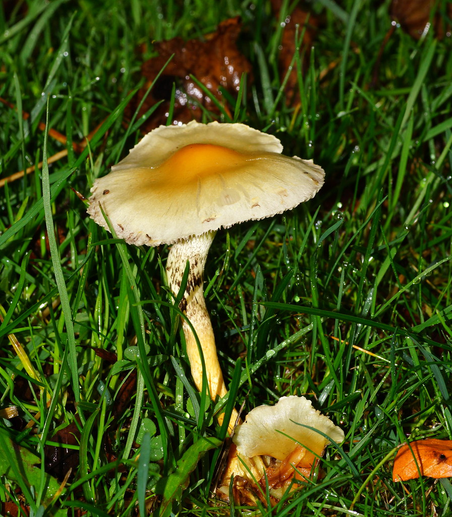 Mushroom looks like a fried egg Andy Coe Flickr