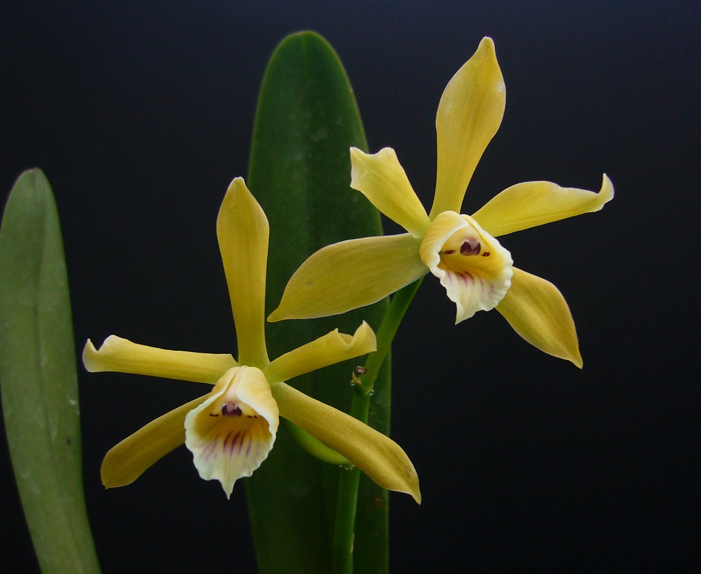 Cattleya xanthina 'Hasegawa' Gena Jogolev Flickr