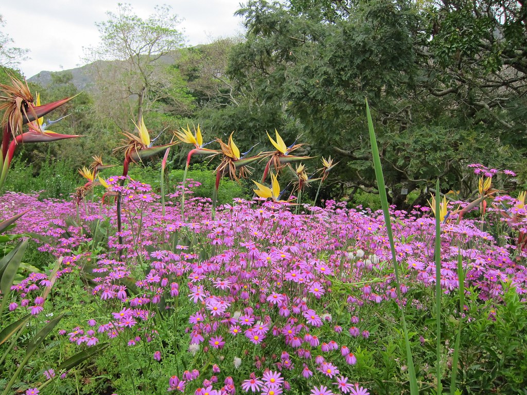Flowers Cape Town, South Africa, Kristenbosch Botanical Ga… Flickr