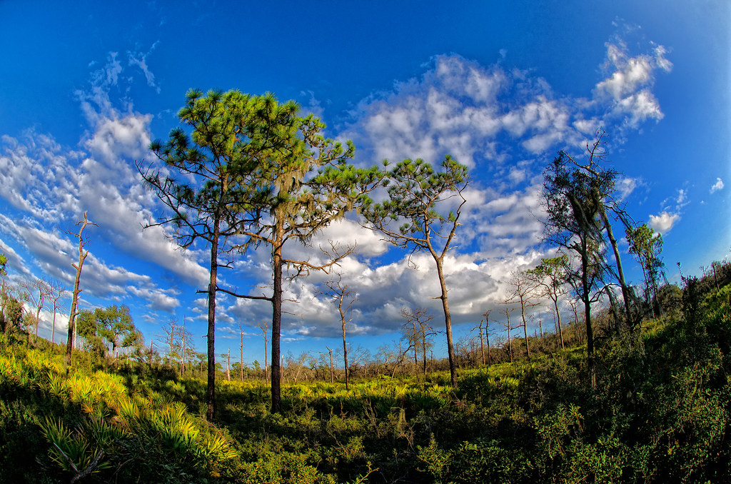 20111126_A6 Lakeland Highlands Scrub. Lakeland, Fla. Nov.… Flickr