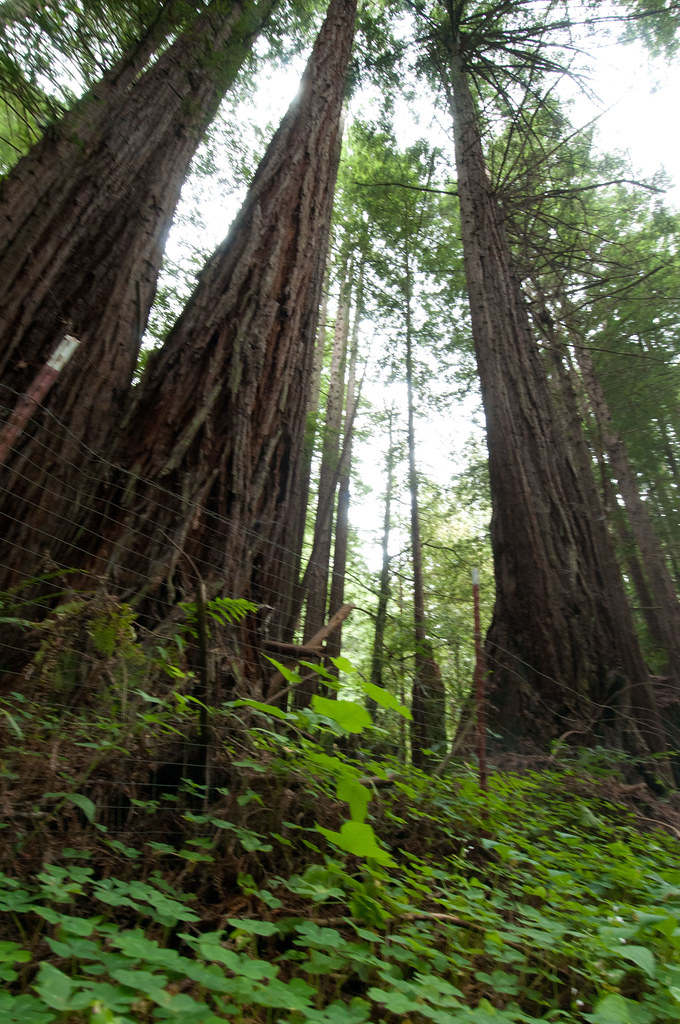 20110617NRCSLSC0663 Cathedral growth redwood trees in a… Flickr