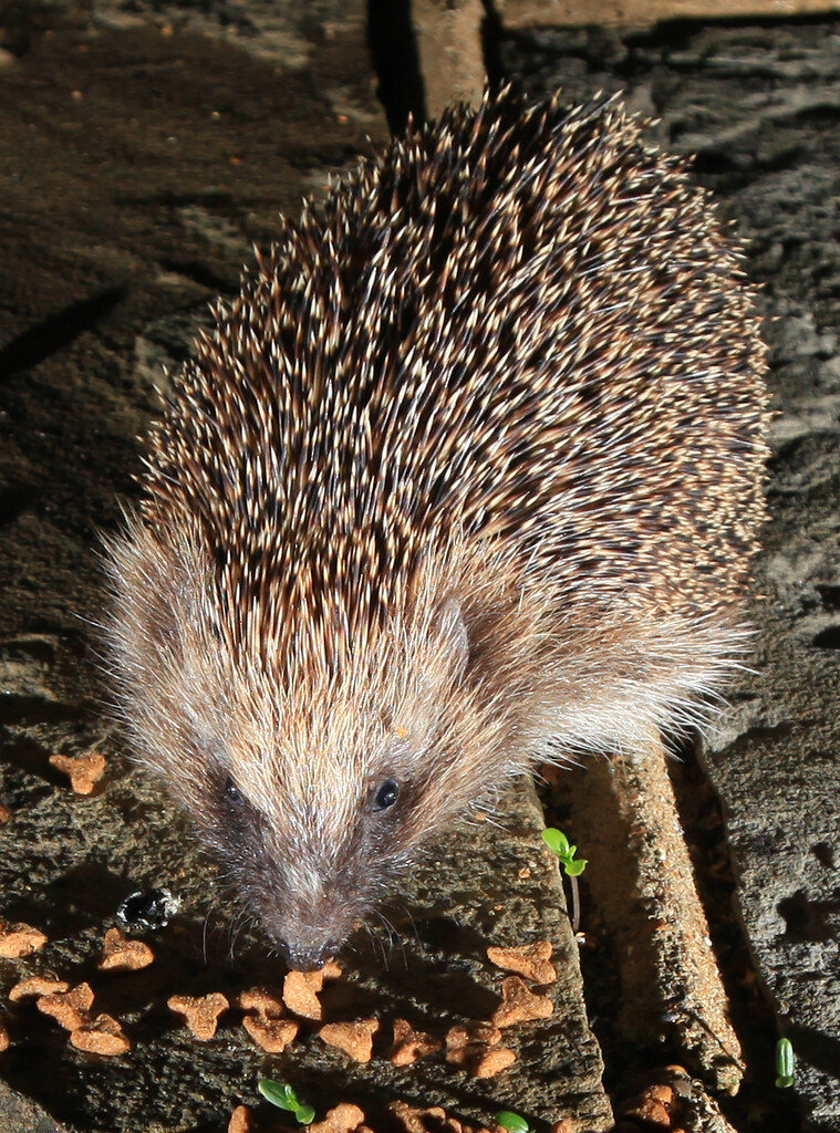 Hedgehog in our garden Large hedgehog in the garden. I use… Flickr