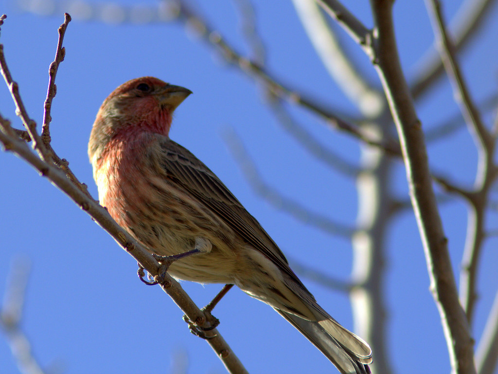 House Finch male 220111112 On our second day in the Texas… Flickr
