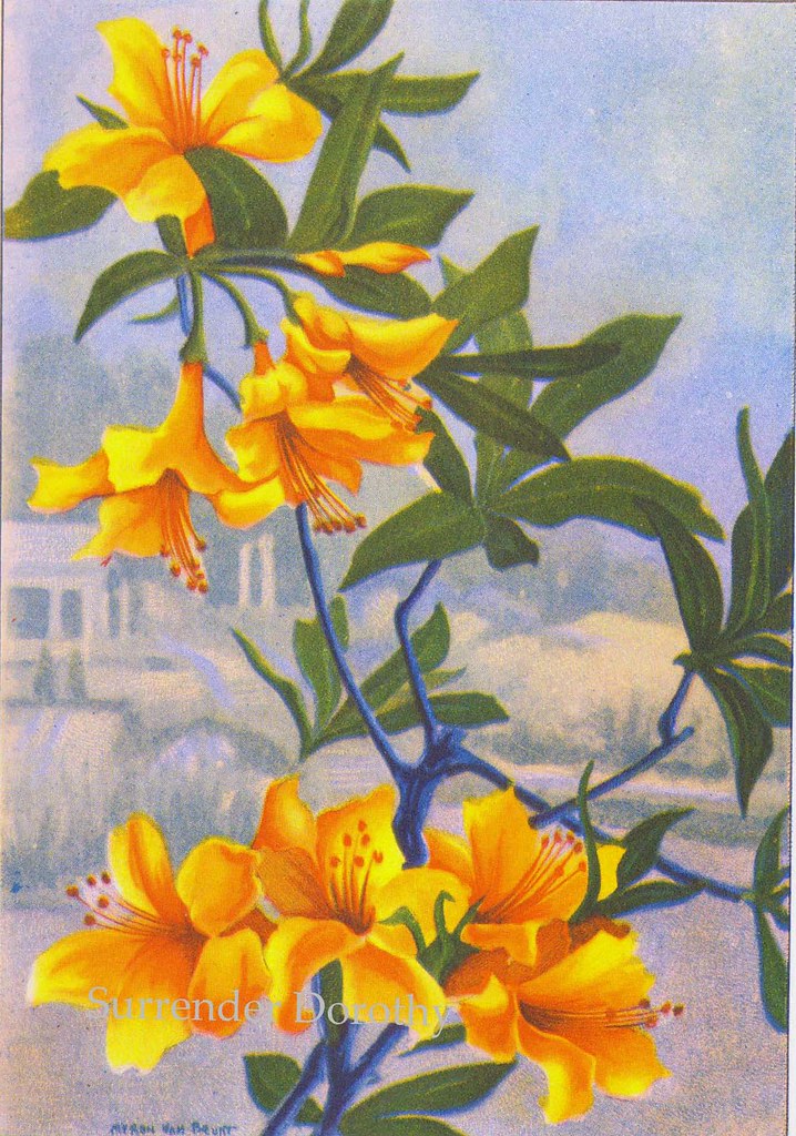 Azalea Flowers 1920s Country Cottage Garden Old Fashioned … Flickr