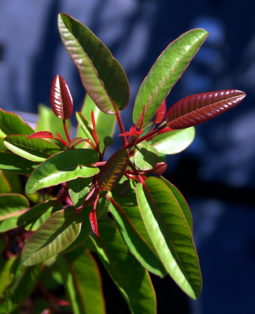 Flickriver Photoset 'Malosma laurina Laurel Sumac' by pete