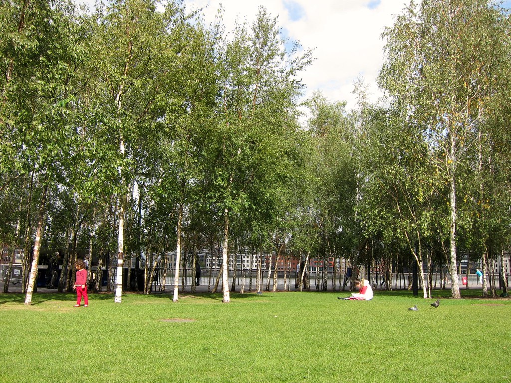 London Birch Trees around the Tate Modern Cristina Bejarano Flickr