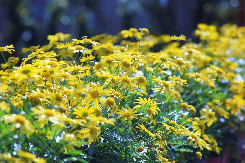 img022 Yellow flowers near the Farmer's Market in downtow… Flickr