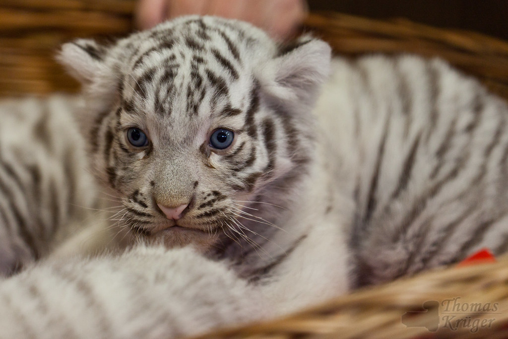 32 Baby Tiger Bilder Besten Bilder von ausmalbilder