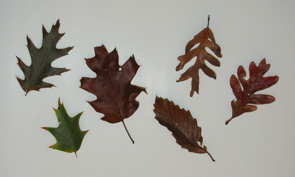 Oak Leaves Fall leaves collected along the trail to Crabtr… Flickr