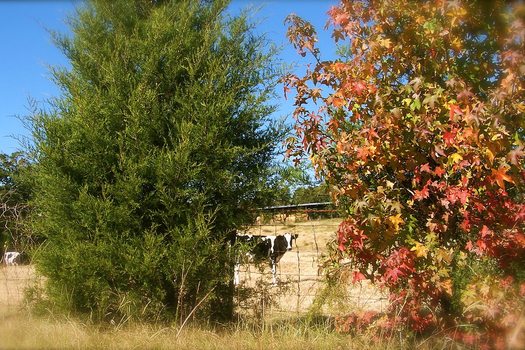 ROSS CATTLE(explore) "A section of my MIL's property adj… Flickr