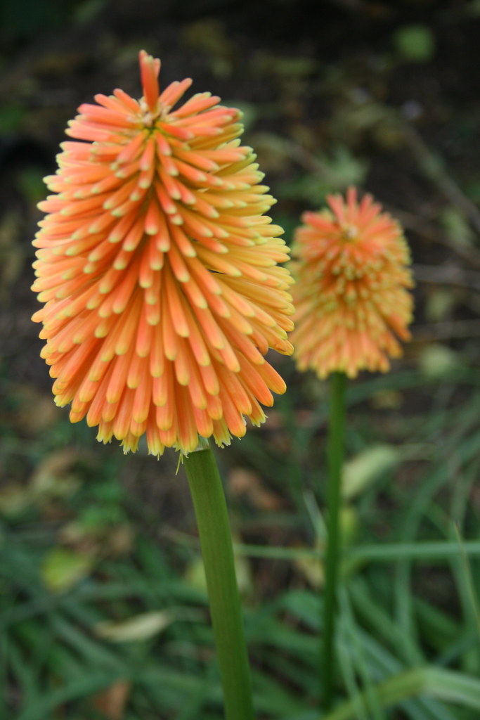 Kniphophia Rooperi A spectacular and late flowering Knipho